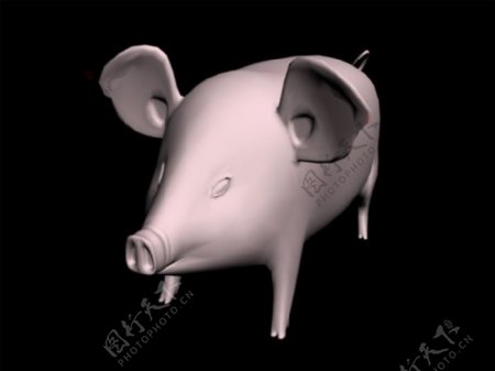 猪模型