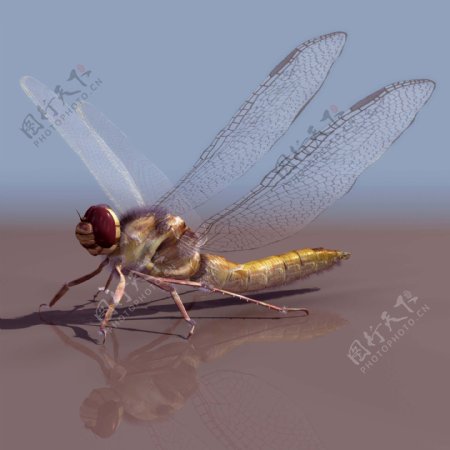 蜻蜓动物3D模型素材
