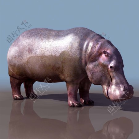 hippopotamus河马高模