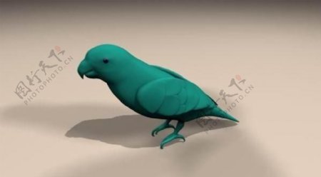 lorikeet青绿色小鹦鹉