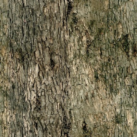 高精细槭树Acer带贴图
