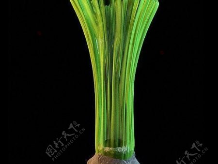 植物造型玻璃花瓶vases37