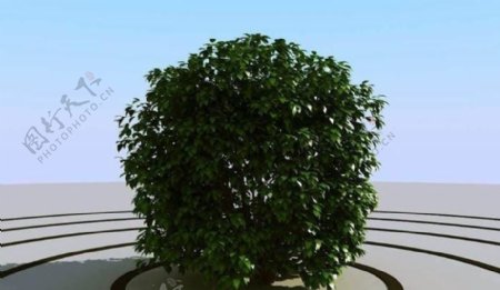 高精细灌木丛模型bush04
