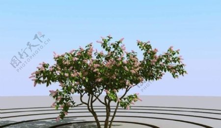 高精细丁香花树模型syringa03