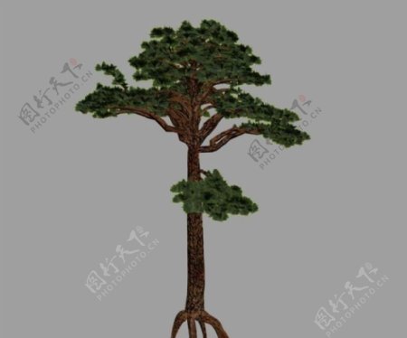 松树pine04
