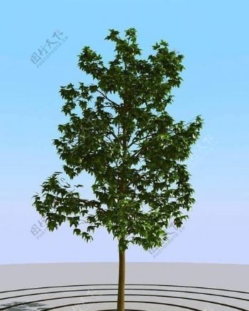 高精细枫糖树模型maplesug01