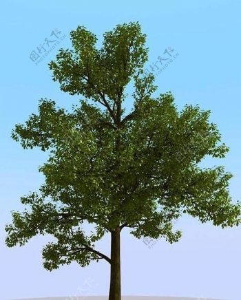 高精细橡树模型oak01