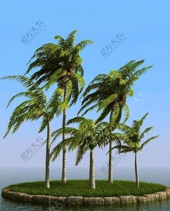 被风吹后的椰子树coconutpalm02wind