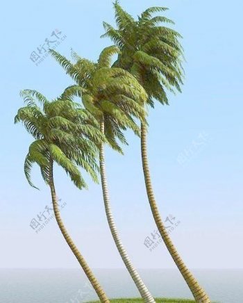 被风吹后的椰子树coconutpalm06wind