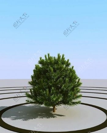 高精细小松树pinesmall102