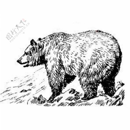 位图动物熊色彩艺术效果免费素材