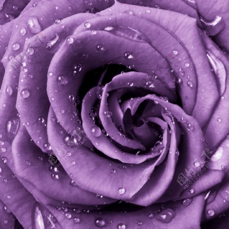 紫色玫瑰花桌面