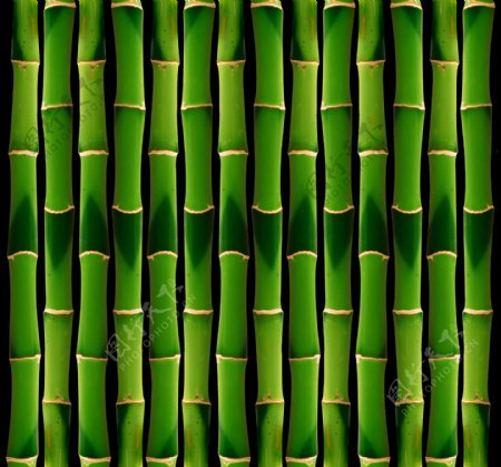 翠竹竹子背景图片