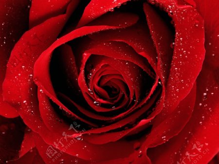 高清红色的玫瑰