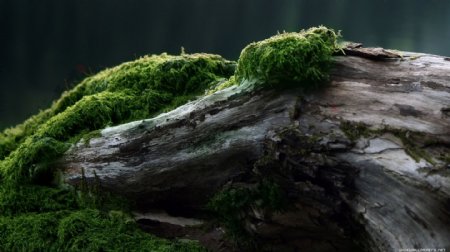 枯树上的绿色苔藓