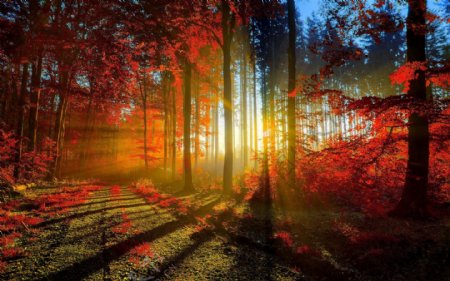 秋季唯美枫叶林意境图片素材下载