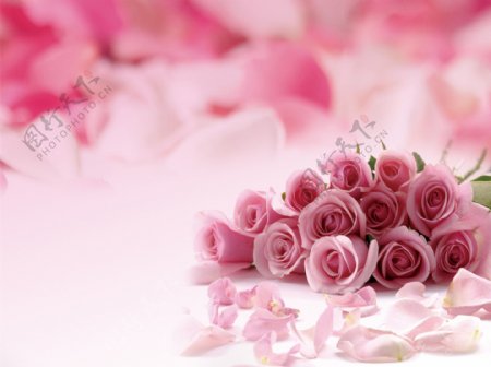 植物系列粉色玫瑰花浪漫