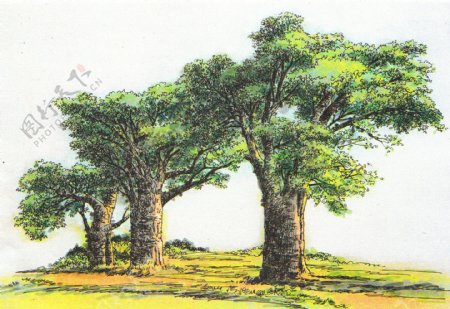 风景树图片
