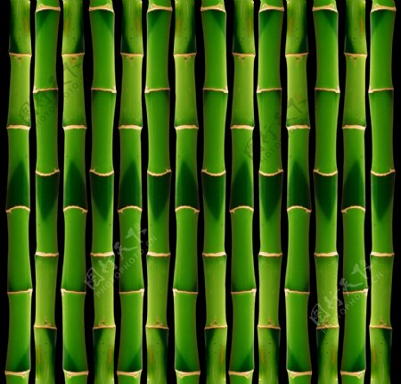 绿色竹子背景图片素材2
