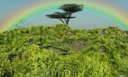 树上的彩虹Tree.Rainbow