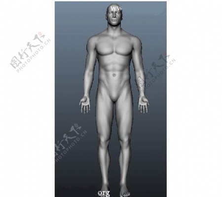 男人人体模型设计