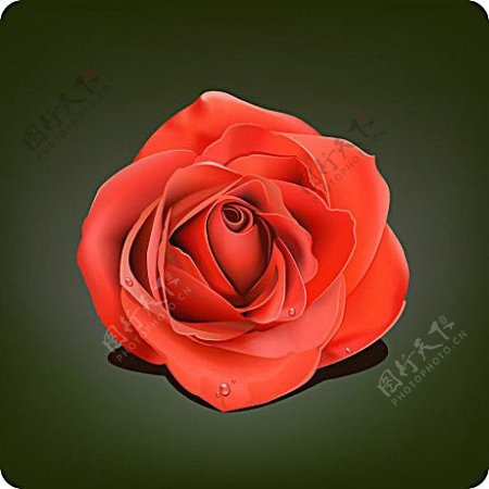 带水珠的大红玫瑰花矢量素材