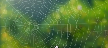 flash蜘蛛网动画图片