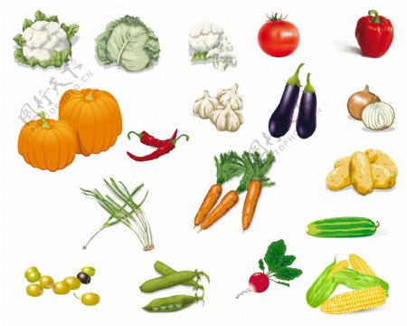 多种蔬菜矢量素材