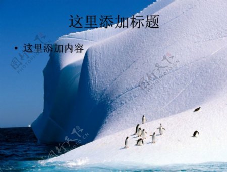 南极风光风景企鹅宽屏714