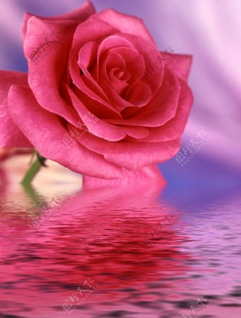 水中玫瑰花
