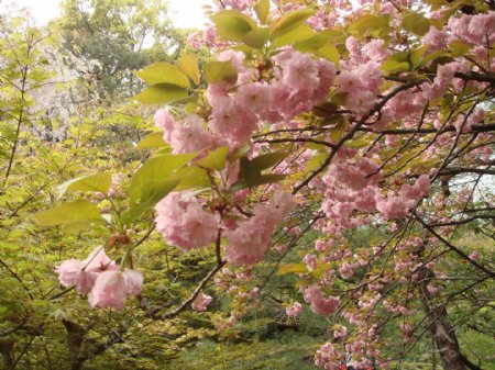 日本樱花