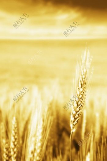 小麦麦穗特写图片