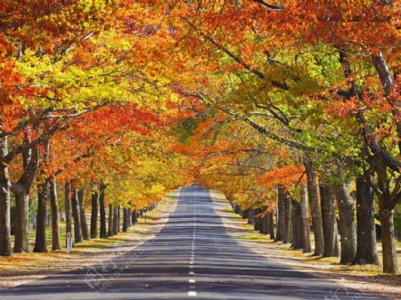 秋天的道路