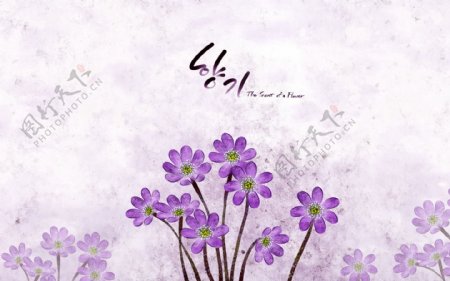 花紫兰