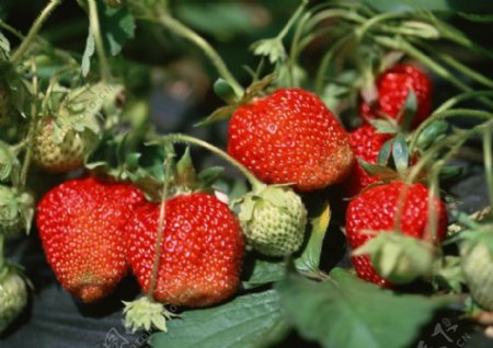 新采摘草莓青草莓带叶草莓新鲜水果草莓图片