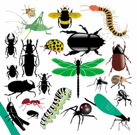 多种昆虫写实