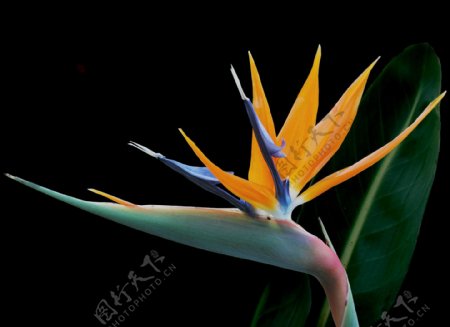 位图植物摄影写实花卉花朵天堂鸟免费素材