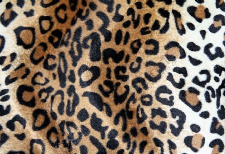 实物面料动物皮纹豹纹免费素材