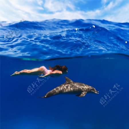 游泳海豚图片