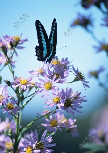 高清图库素材阳光鲜花