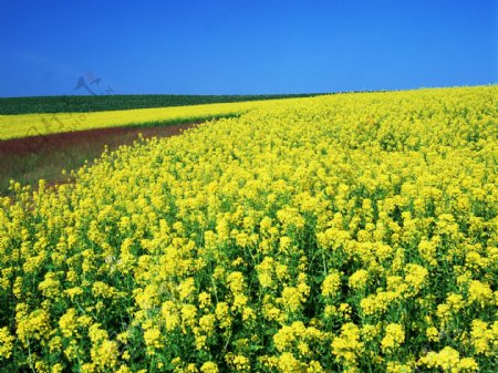 油菜花高清图片