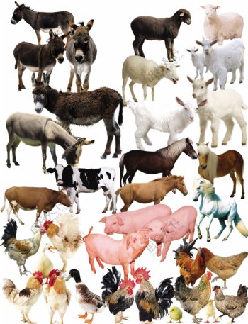 猪牛羊驴家畜图片