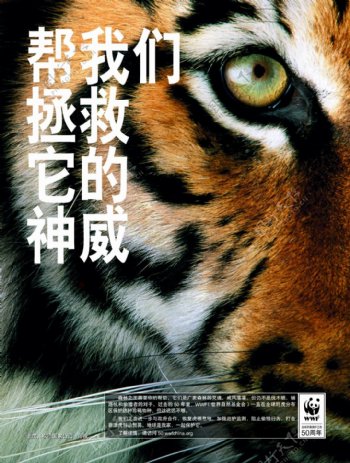 wwf50周年系列保护老虎图片