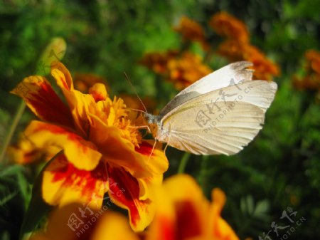 黄红色花上的白蝴蝶图片