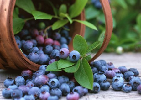 蓝莓高清图片