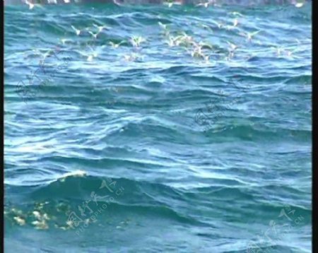 动态大海海水视频素材素材下载
