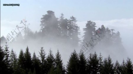 森林迷雾实拍高清素材