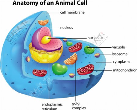 细胞组图片