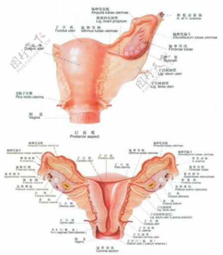 女性内生殖器解剖图图片