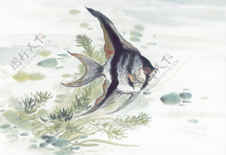 中华艺术绘画古画绘画鱼水生植物金鱼螃蟹中国古代绘画